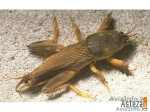   Продаю медведки для лечения  туберкулеза