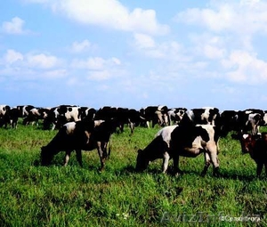 КРС живым весом: бычки, телята, телки, коровняк - Изображение #1, Объявление #1118883