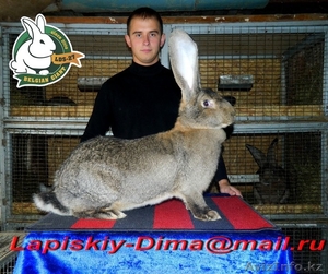 Продам кроликов породы Бельгийский великан - Изображение #1, Объявление #1126496