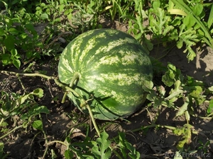 Арбузы по 30 тг