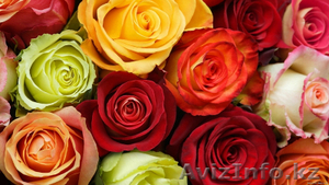Горшечные цветы, срезанные цветы оптом из Голландии. - Изображение #1, Объявление #1143495