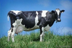 Доильные коровы (крупный рогатый скот) - Изображение #1, Объявление #1151864