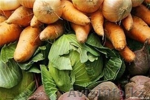 Картофель, лук, морковь, капусту оптом куплю от производителя - Изображение #1, Объявление #1145885
