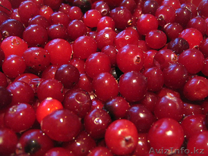 Продаю ягоду сибирскую клюкву - Изображение #1, Объявление #1158268