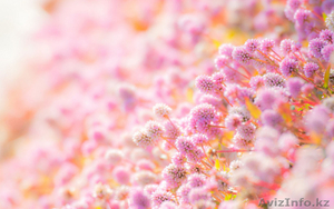 Букеты из свежих цветов - Изображение #1, Объявление #1176099