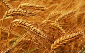 Продам пшеницу 3-го класса - Изображение #1, Объявление #1229120
