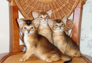 Продам котят абиссинской породы - Изображение #1, Объявление #1261913