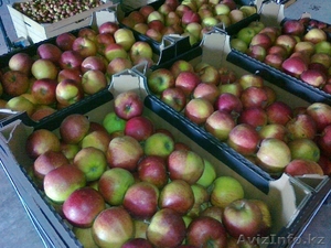 яблоки с Польши вкусные - Изображение #1, Объявление #1265948