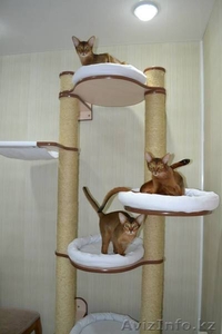 Современные домики для кошек, когтеточки, лазалки, игровые комплексы - Изображение #7, Объявление #1272689
