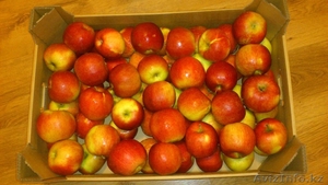 ЯБЛОКИ - ПОЛЬША