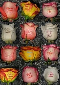 Продам био фломастеры для цветов (для надписей на цветах) - Изображение #3, Объявление #1278324