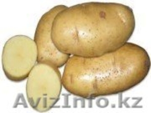 Семенной картофель из Беларуси в России - Изображение #1, Объявление #1287252
