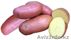 Семенной картофель из Беларуси в России - Изображение #2, Объявление #1287252