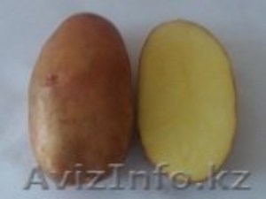 Семенной картофель из Беларуси в России - Изображение #3, Объявление #1287252