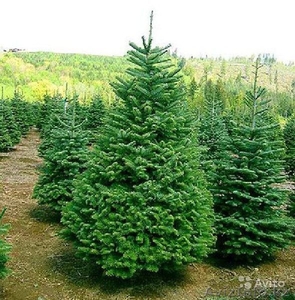 Реализуем саженцы : тополь ,  ель сибирская ,  ель крымская, пихта, ясень , лиственни