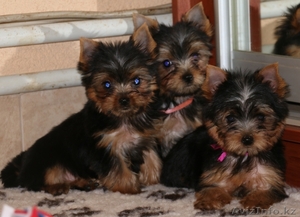 Милые щенки Йоркширского Терьера