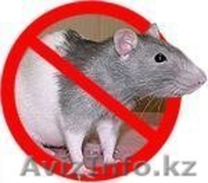 Уничтожение мышей, крыс Астана - Изображение #1, Объявление #1329690