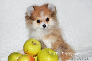 Супер-мини девочка померанского шпица в медвежьем типе
