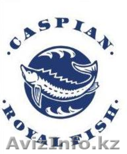 Осетровая ферма ТОО «Caspian Royal Fish» продаст Остеров и Стерлядь  - Изображение #1, Объявление #1399460