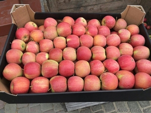 Продаю яблоки из Польши - Изображение #5, Объявление #1495282