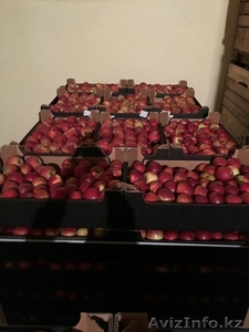 Продаю яблоки из Польши - Изображение #4, Объявление #1495282