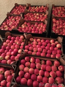 Продаю яблоки из Польши - Изображение #1, Объявление #1495282