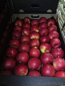 Продаю польские яблоки