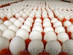Яйца по оптовым ценам - Изображение #1, Объявление #1529922