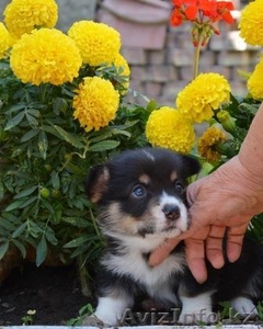 Вельш Корги Пемброк щенки питомник «Nivas Joy» в Алматы Казахстан - Изображение #2, Объявление #1578318