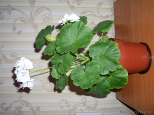 Цветок пеларгонии как подарок - Изображение #1, Объявление #1584736
