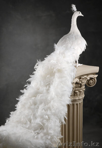 Продам 2 белых павлина для декора - Изображение #1, Объявление #1594279