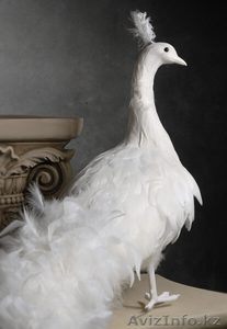 Продам 2 белых павлина для декора - Изображение #4, Объявление #1594279