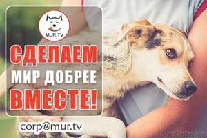 Питомцам помощь