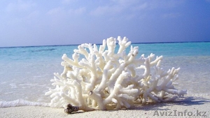 Активный коралловый кальций и Коэнзим QH от "BEVERLee Club" - Изображение #5, Объявление #1631525