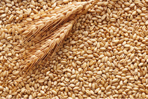 Продам зерновые культуры и продукты их переработки - Изображение #1, Объявление #1654389