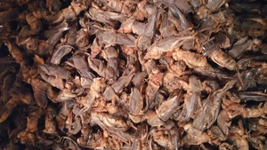 продаю азиатскую медведку именно для лечения туберкулёза