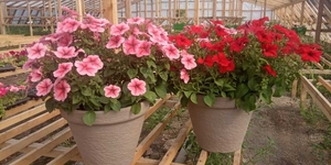 Петунья Ампельная Голландская (сурфиния)