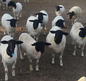 Registered and commercial Dorpers sheep for sale - Изображение #1, Объявление #1679327