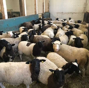 Registered and commercial Dorpers sheep for sale - Изображение #2, Объявление #1679327