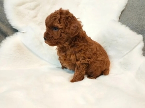 Toy Poodle puppies in red with pedigree