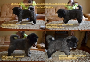 Элитные щенки американской Акиты от чемпионов Украины - Изображение #1, Объявление #956445
