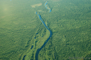 семена сосны обыкновенная сосна
