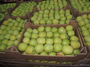 Польские яблоки осенне-зимней линейки от производителя  - Изображение #1, Объявление #1038905