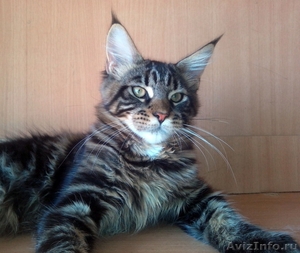 Продаются котята мейн кун