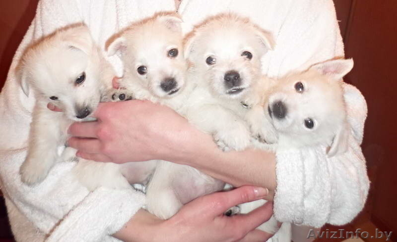 Купить щенка Вест хайленд уайт терьер - Изображение #1, Объявление #1222119