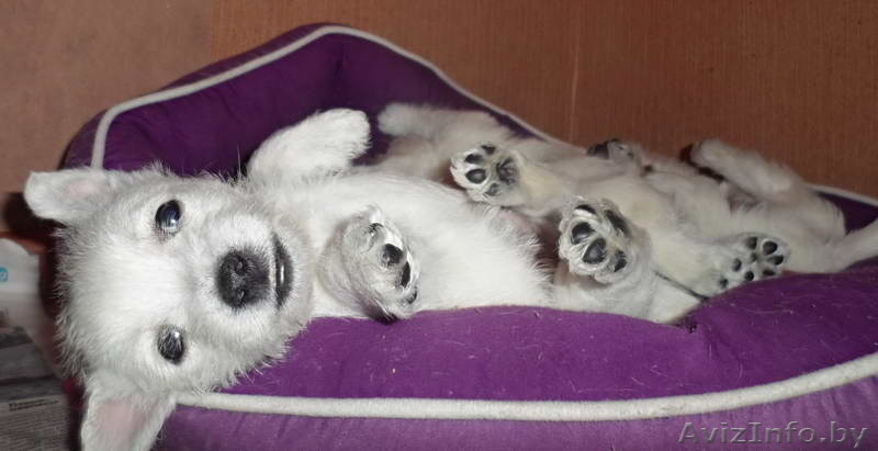 Купить щенка Вест хайленд уайт терьер - Изображение #2, Объявление #1222119