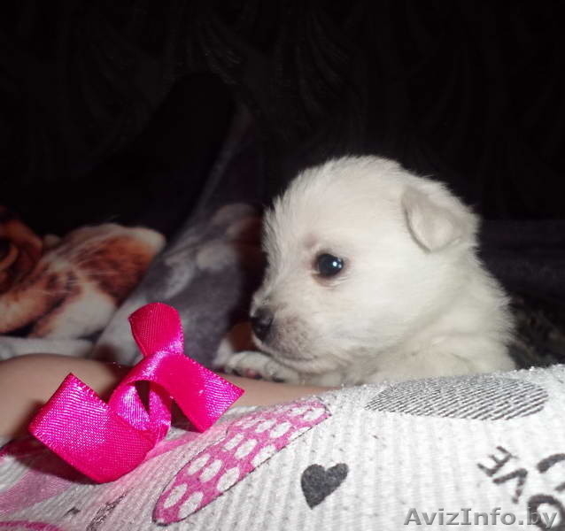 Купить щенка Вест хайленд уайт терьер - Изображение #4, Объявление #1222119