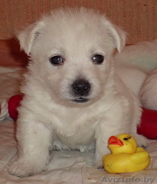 Купить щенка Вест хайленд уайт терьер - Изображение #7, Объявление #1222119