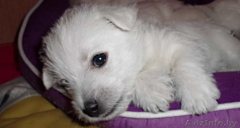 Купить щенка Вест хайленд уайт терьер - Изображение #10, Объявление #1222119