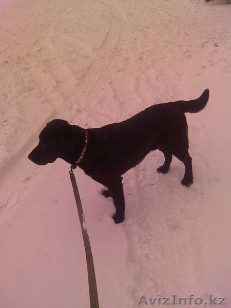 Собаку Лабрадор Ретривер - Изображение #1, Объявление #20950